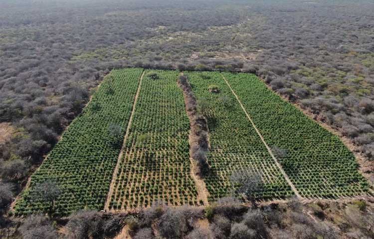 plantação de maconha